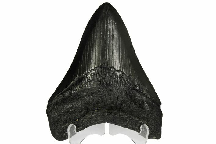 Fossil Megalodon Tooth - Georgia #144283